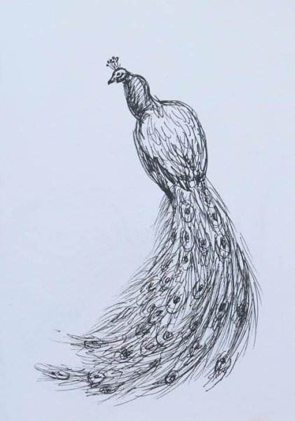 Павлин. Раскраска