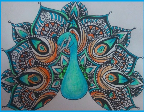 Павлин зарисовка