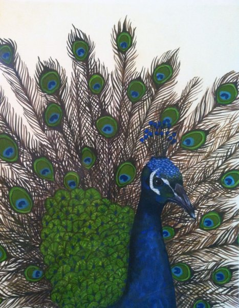 Жар птица в графике