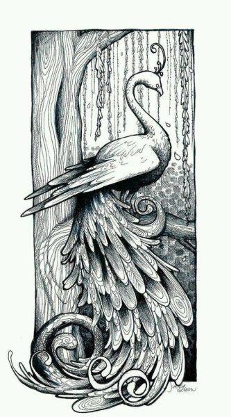 Павлин карандашом