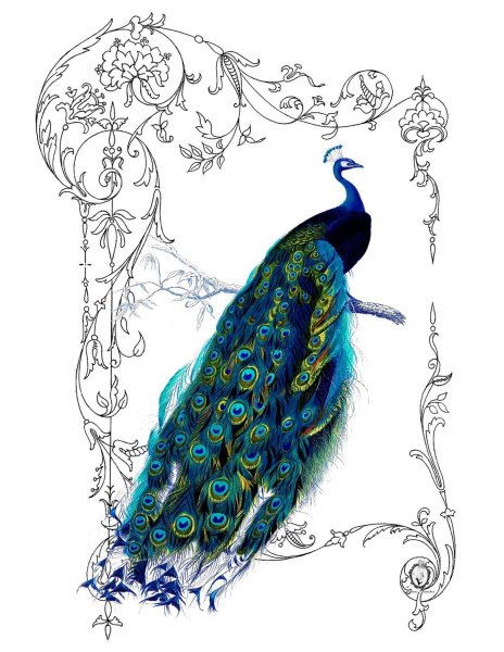 Рисунок павлина карандашом