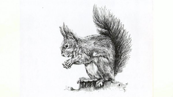 Белка гелевой ручкой