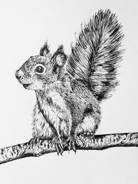 Графические зарисовки животных
