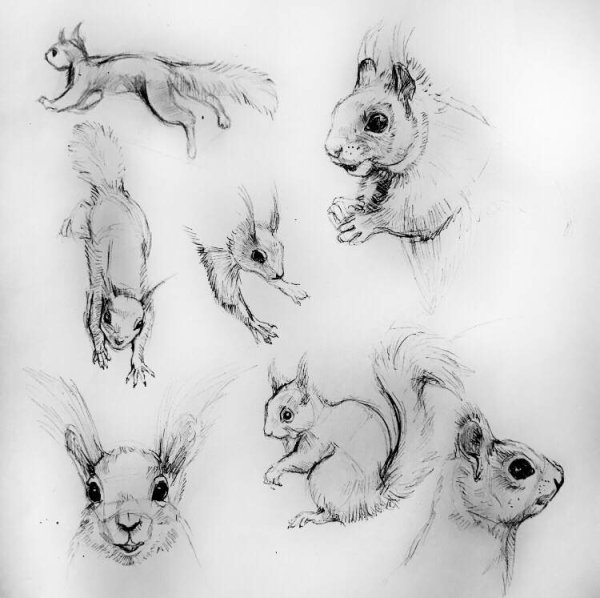 Белка эскиз