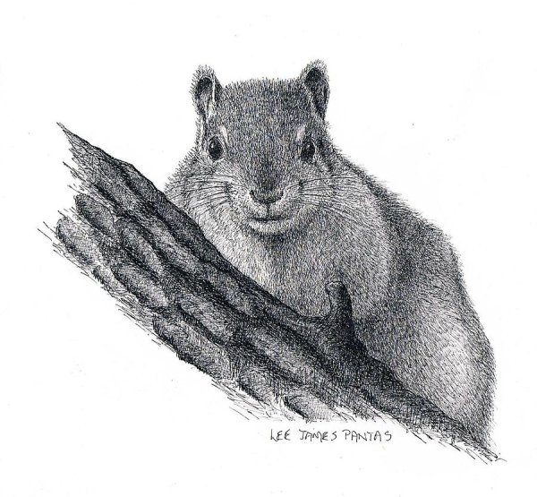 Рисунки белочки ручкой