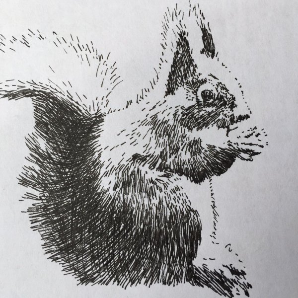 Животные штрихами