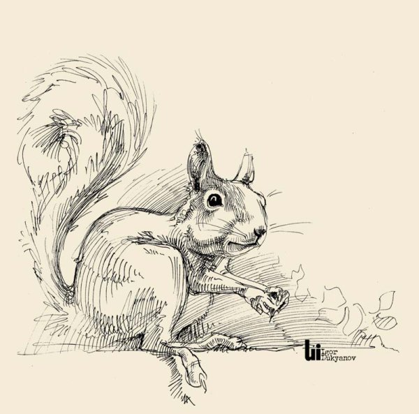 Белочка эскиз