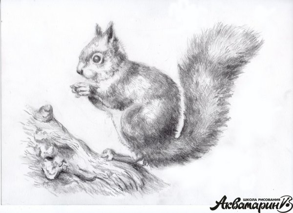 Белочка карандашом