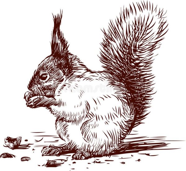 Белка Графика