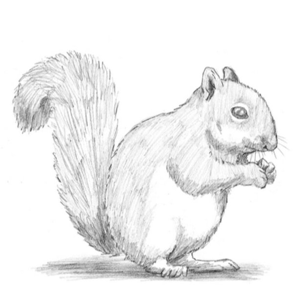 Белка рисунок
