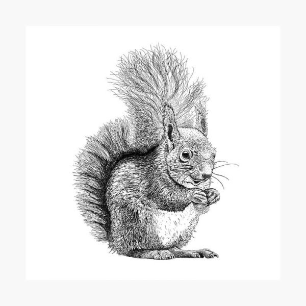 Рисунки белочки для срисовки