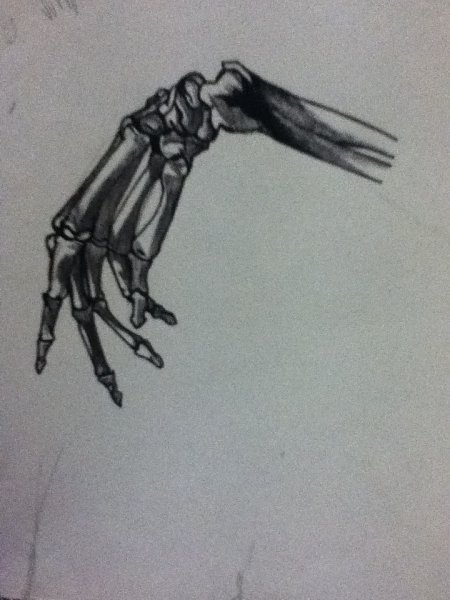 Кисть согнутая скелет