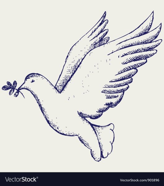 Голубь рисунок карандашом