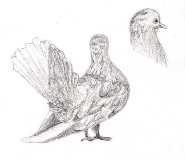 Зарисовки голубей