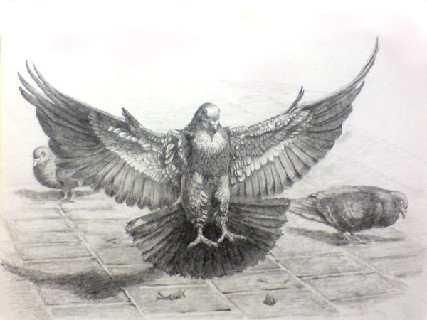 Голубь Графика