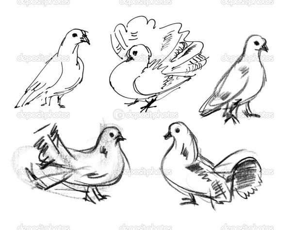 Скетч рисование голубей