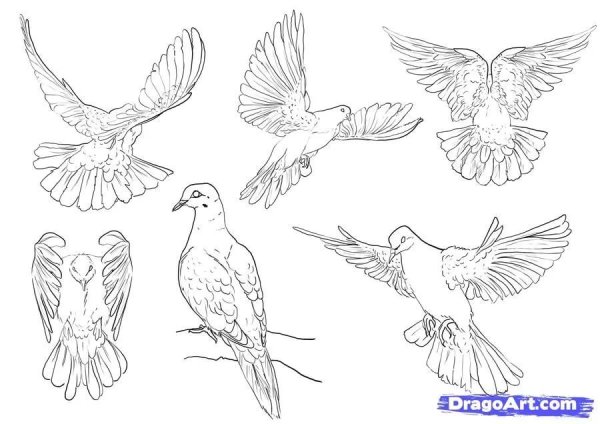 Птицы в разных ракурсах