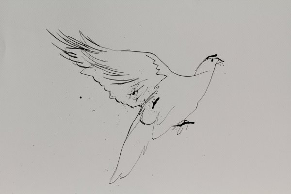 Голубь набросок карандашный