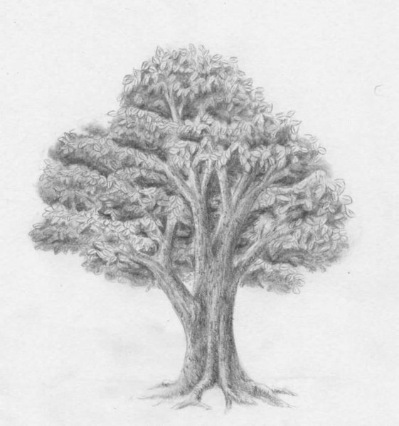 Дерево карандашом