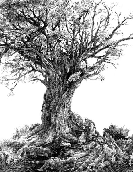 Дерево дуб Графика