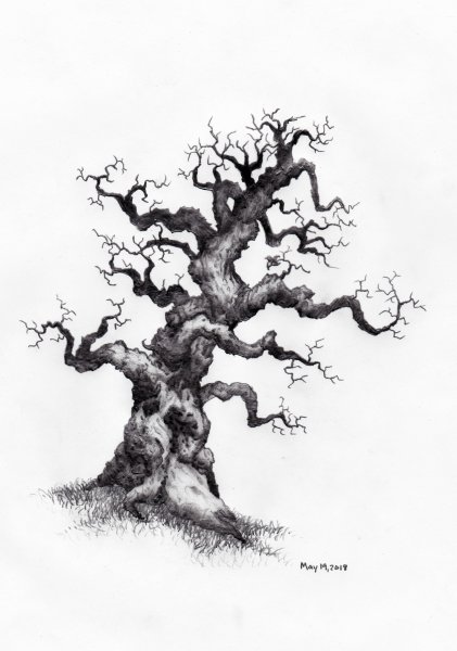 Мертвый дуб