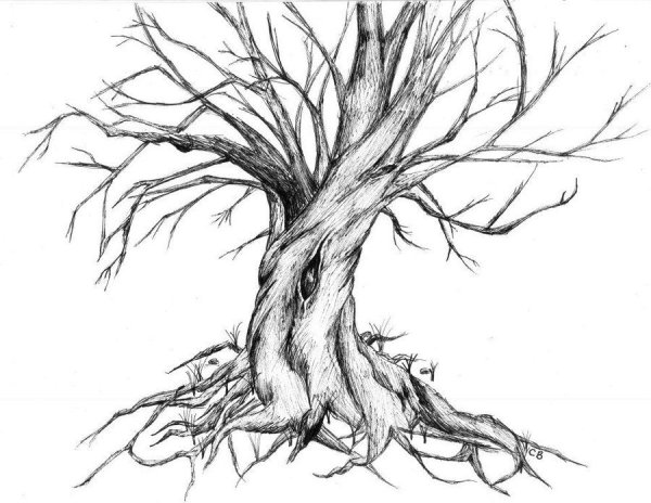 Корни дерева скетч