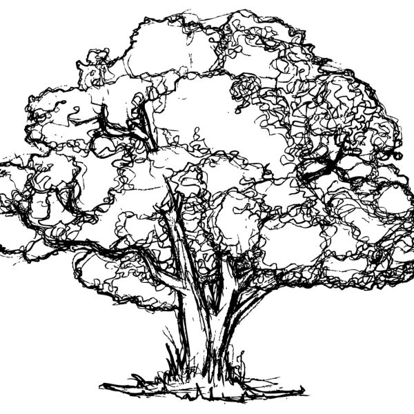 Дуб черно белый рисунок