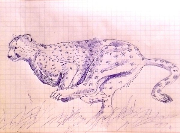 Рисунки ручкой животные