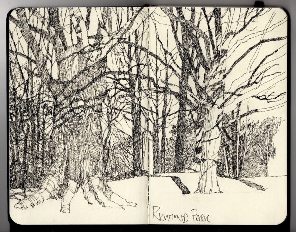 Дерево тушью и пером