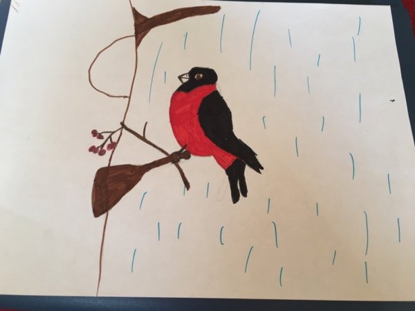 Снегирь рукой рисование