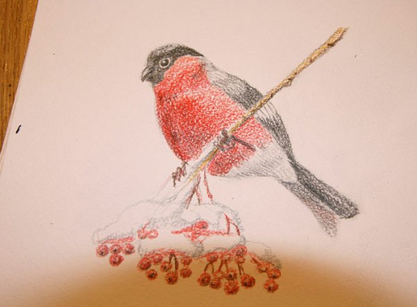 Снегирь неотрад