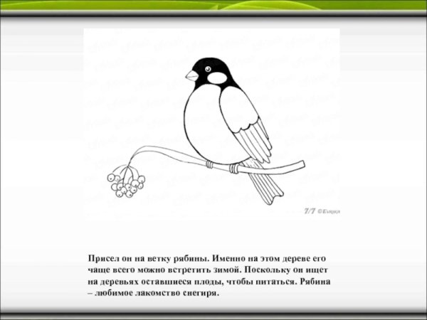 Снегирь на ветке раскраска для детей
