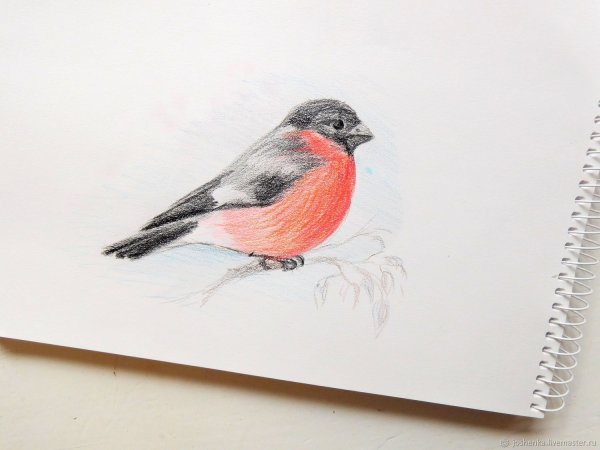 Рисование снегиря