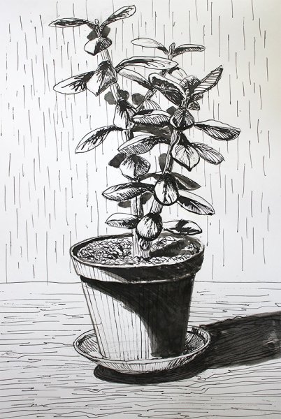 Зарисовки комнатных растений