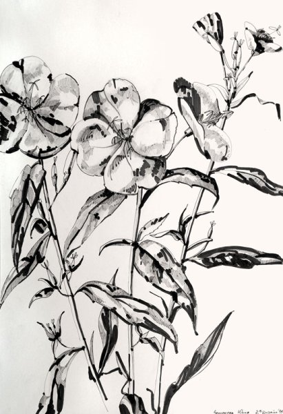 Пленэрные зарисовки растений