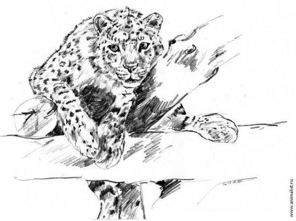 Снежный Барс карандашом
