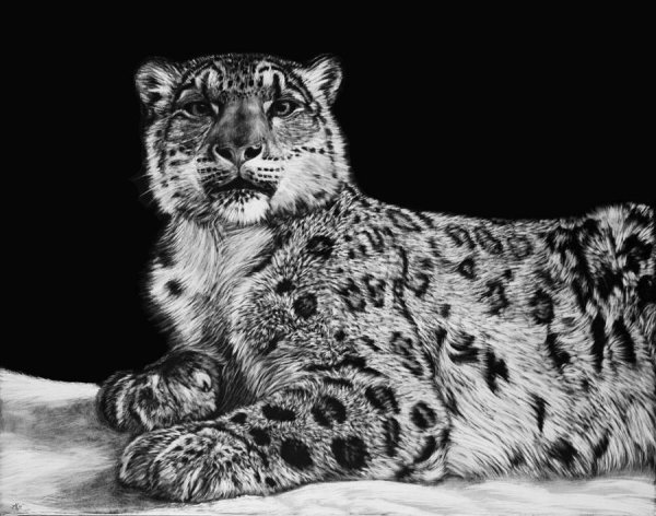 Снежный Барс в графике