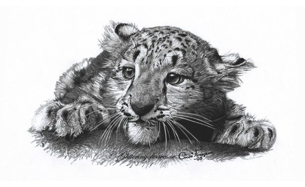 Зарисовки диких кошек