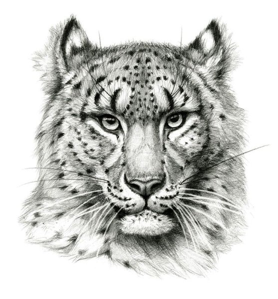 Барс тату эскизы