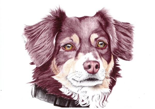 Графика цветными карандашами