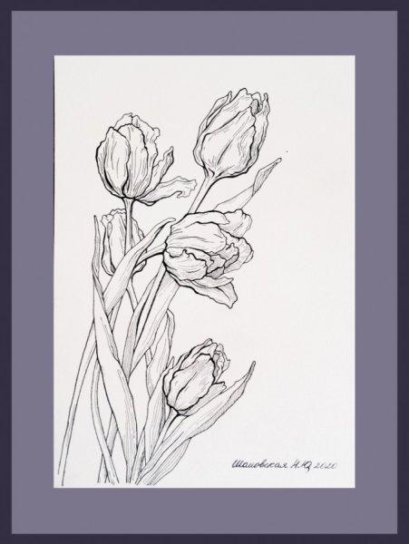 Тюльпан в графике