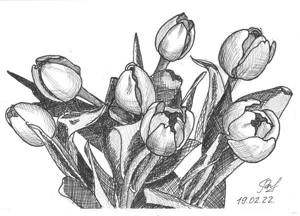 Тюльпан Графика рисунок
