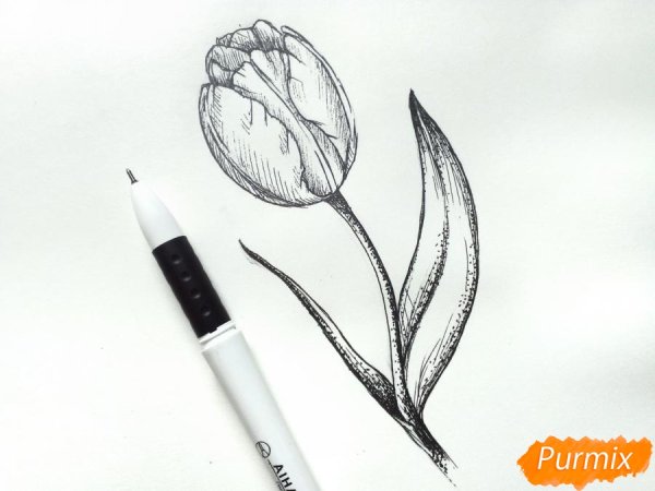 Тюльпаны черной ручкой