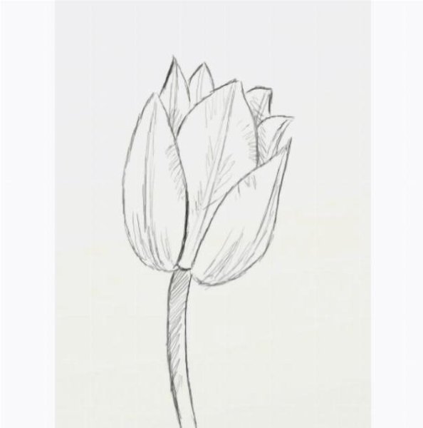 Бутон тюльпана рисунок карандашом