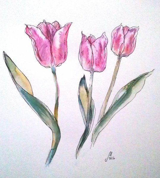 Тюльпаны акварелью и гелевой ручкой