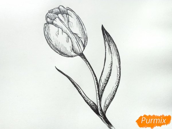 Тюльпан Графика рисунок