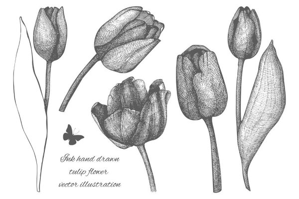 Стилизация тюльпана