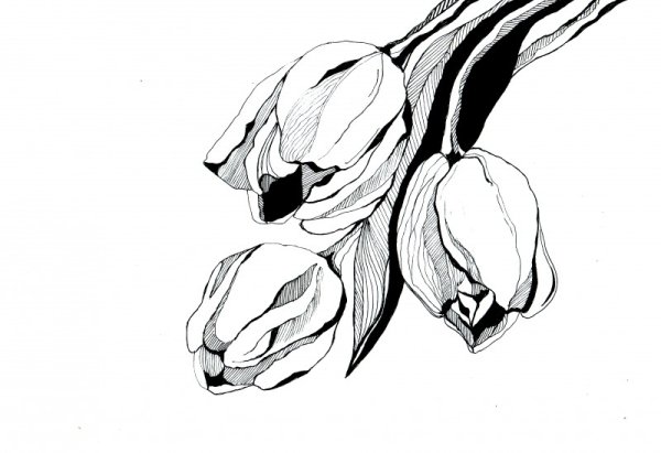 Тюльпан эскиз