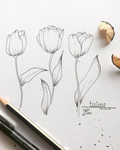 Нарисовать тюльпаны карандашом 3 д