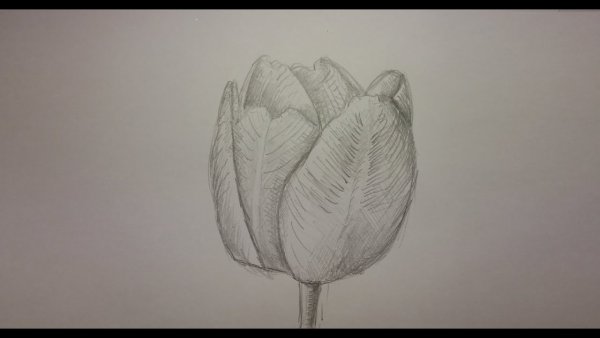 Стилизованные тюльпаны